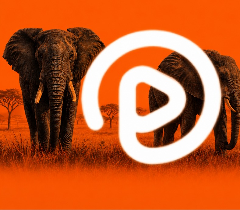 Elephant Newsletter - Pro